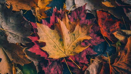 Close up of a vibrant maple leaf in shades of yellow red and orange fallen on the forest floor