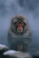Twilight Soak of the Snow Monkey