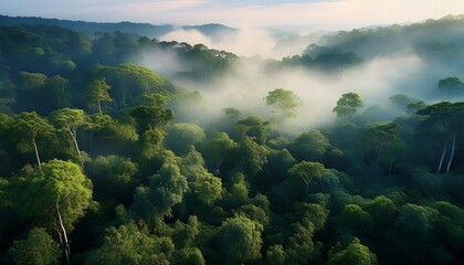 mystical canopy an aerial perspective of a dense forest blanketed in ethereal mist creating a surreal and enchanting landscape