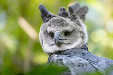 hARPY EAGLE