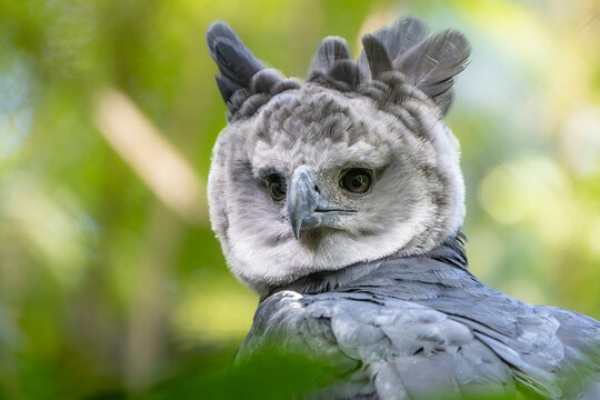 hARPY EAGLE - Powered by Adobe