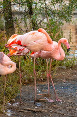 Pink flamingos stroll along the coast. A flock of wild birds. A romantic concept, a tender, loving backdrop. Beautiful nature, a world of wild animals.