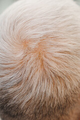 Top view of a person's shaved head with light hair color