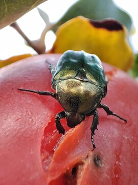  Protaetia cuprea. Escarabajo de cobre. Escarabajo dorado variable. Escarabajo de las rosas. Un escarabajo comiendo kaki.