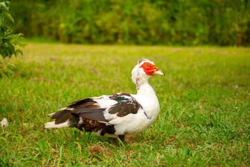 A close-up of a red-headed goose. Geese and ducks stroll across the grass in a green pasture meadow. The village is home to livestock farming and agriculture.
