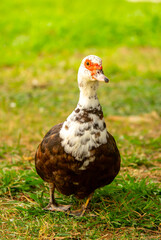 A close-up of a red-headed goose. Geese and ducks stroll across the grass in a green pasture meadow. The village is home to livestock farming and agriculture.