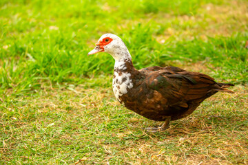A close-up of a red-headed goose. Geese and ducks stroll across the grass in a green pasture meadow. The village is home to livestock farming and agriculture.