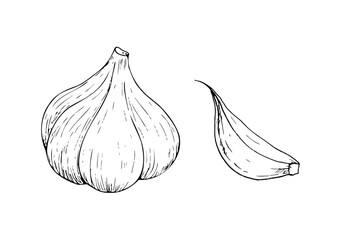 Vector fresh whole garlic and clove. Graphic ink vegetable illustration, isolated on background. Hand drawn line sketch. For designers, prints, logo, icon, menu, postcards, holiday, covers