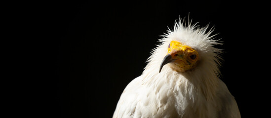A close-up of a vulture against a black background. A large predator perched on a branch in the wild. African birds.