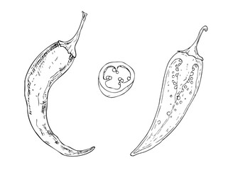 Vector set of red chili pepper in section. Hand drawn spicy paprika with seeds illustration perfect for organic branding. Detailed design ideal for food ingredient, aromatherapy, cooking. For cosmetic