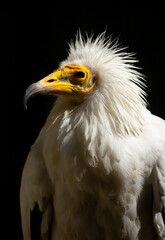 A close-up of a vulture against a black background. A large predator perched on a branch in the wild. African birds.