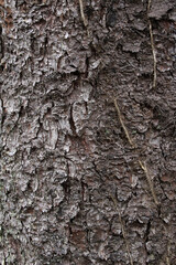 Closeup texture of natural tree bark background. Rough surface of trunk.