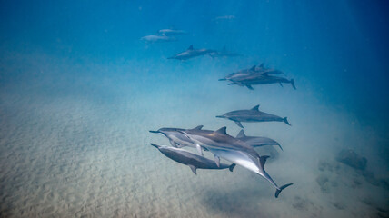 Underwater shot of pod of dolphins swimming in blue ocean