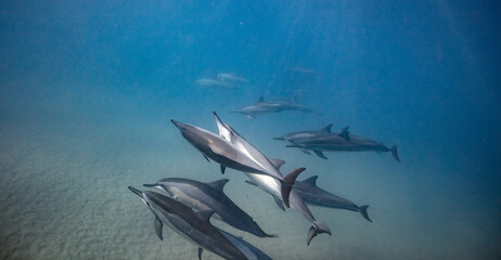 Underwater shot of pod of dolphins swimming in blue ocean