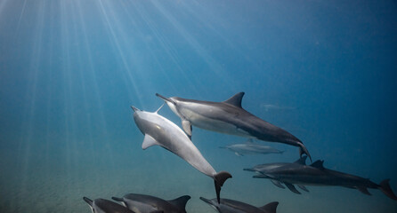 Underwater shot of pod of dolphins swimming in blue ocean