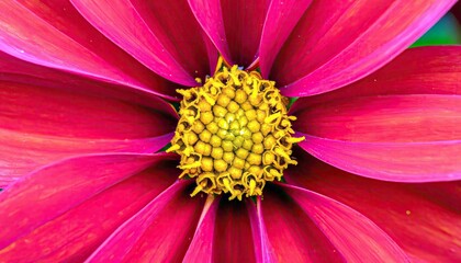 A macro view of a bright pink flower reveals its intricate yellow center and delicate petals.