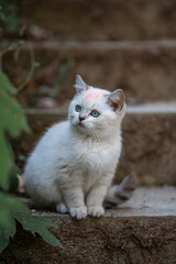 Very cute pet kittens in the wild