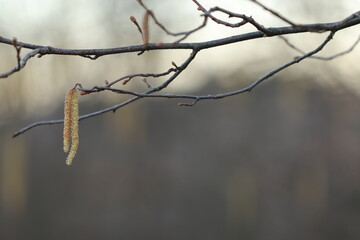 albero di nocciolo in inverno con fiori nel bosco