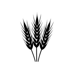 wheat ears isolated on white background