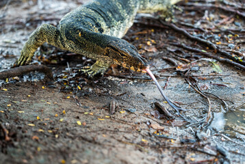 Monitor Lizards at Lumpini Park – Urban Wildlife in the Heart of Bangkok, Thailand  | Southeast Asia Documentary Photography