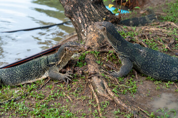Monitor Lizards at Lumpini Park – Urban Wildlife in the Heart of Bangkok, Thailand  | Southeast Asia Documentary Photography