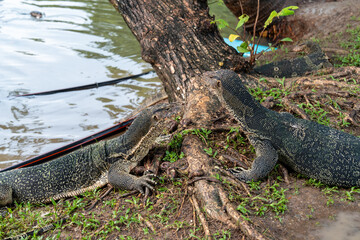 Monitor Lizards at Lumpini Park – Urban Wildlife in the Heart of Bangkok, Thailand  | Southeast Asia Documentary Photography