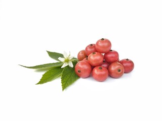 Singapore cherry (Muntingia calabura) isolated on white background. Tropical fruit 