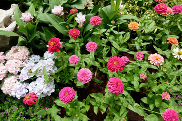 Colorful Zinnia flowers blooming in the garden.