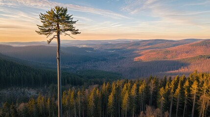 Majestic lone pine tree atop mountain ridge, panoramic view of forest valley at sunrise
