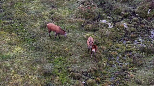 Red eer stag following hind and fawn in County Donegal, Ireland