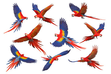 Fototapeta premium Collage of nine macaw parrots isolated on transparent background png file