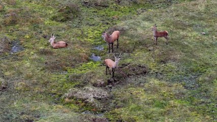Red deer stag approaching two young bucks in his territoryduring the rut in County Donegal, Ireland