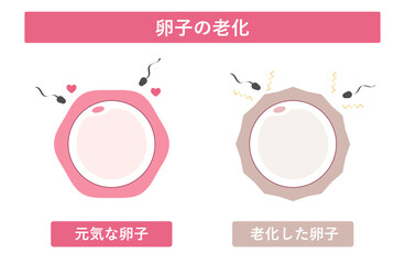 卵子の老化