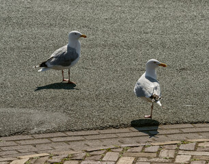 two seagulls, one with one leg, are standing outside on an asphalt road