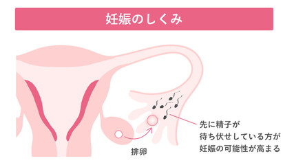 妊娠のしくみ_妊娠しやすい