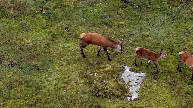 Red eer stag following hind and fawn in County Donegal, Ireland