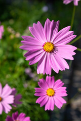 Obraz premium Cosmos bipinnatus mexican aster flowering white pink garden plants, group of beauty petal flowers in bloom on green background