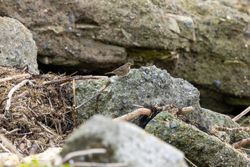 Adult Rock Pipit (Anthus petrosus) on the coast of Bull Island Dublin