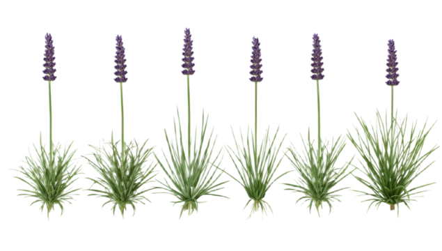 Lavender plants in a row Close-up of flowering purple lavender, perfect for background or design use