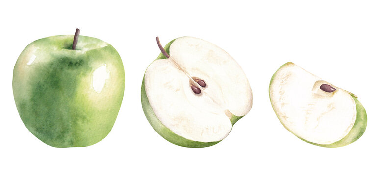 Set with half, quarter and whole green apple. Watercolor hand drawn illustration isolated on white background.
