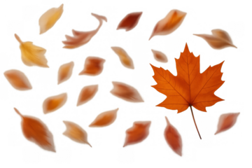 Scattered autumn leaves falling and blowing, with a prominent maple leaf. Vibrant fall season elements on a transparent background