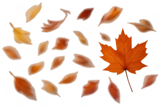 Scattered autumn leaves falling and blowing, with a prominent maple leaf. Vibrant fall season elements on a transparent background