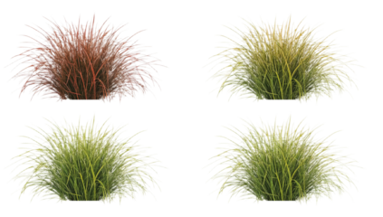 Realistic renderings of ornamental grass in various colors, perfect for design assets