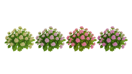 Exquisite digital illustration of a quartet of lush flowering bushes, showcasing vibrant blossoms in cream and multiple shades of pink with remarkable realistic detail, perfect for landscape designs