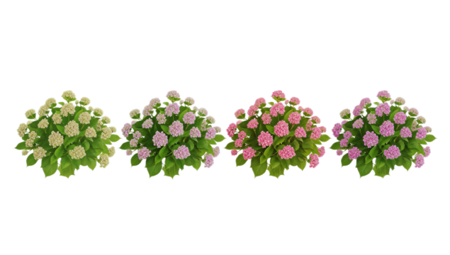 Exquisite digital illustration of a quartet of lush flowering bushes, showcasing vibrant blossoms in cream and multiple shades of pink with remarkable realistic detail, perfect for landscape designs