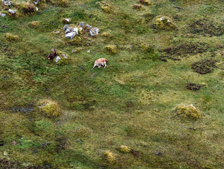 Sika deer hinds resting in County Donegal, Ireland