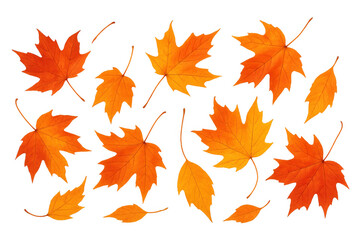 Fototapeta premium Falling autumn maple leaves with vibrant seasonal colors creating a natural design on transparent background