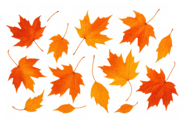 Falling autumn maple leaves with vibrant seasonal colors creating a natural design on transparent background