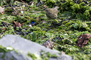 Adult Rock Pipit (Anthus petrosus) on the coast of Bull Island Dublin