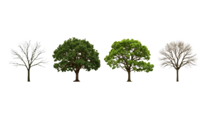 Four Trees in Different Seasons Bare, Budding, Full, and Dormant Isolated on White